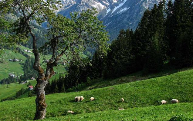 brennnessel-schafe © (c) pixabay.com brennnessel bergland