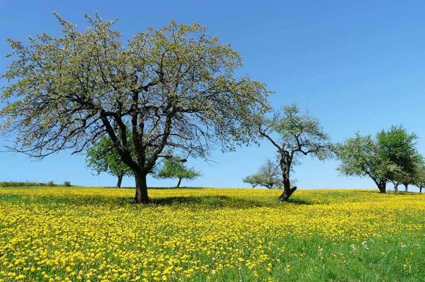 brennnessel-streuobstwiese © (c) pixabay.com brennnessel streuobstwiese