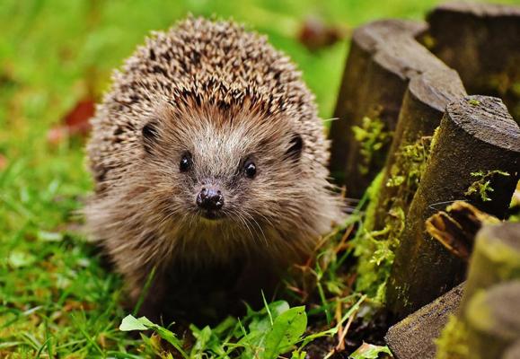 Igeln Helfen Im Herbst Mit Diesen 8 Tipps Uberlebt Das Stacheltier Den Winter Bluhendes Osterreich