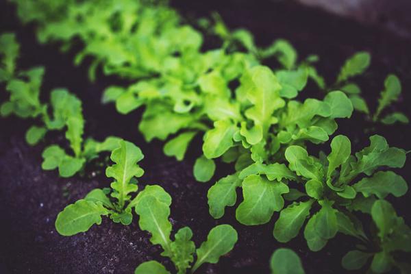 gemuese-vorziehen-salat © (c) pixabay.com gemuese vorziehen