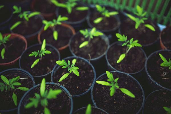 gemuese-vorziehen-tomate © (c) pixabay.com gemuese vorziehen
