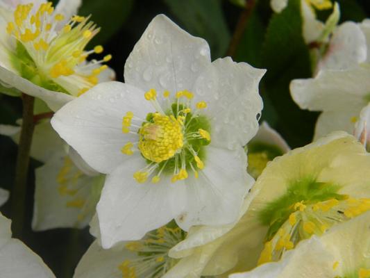 immergruene Pflanzen Schneerose