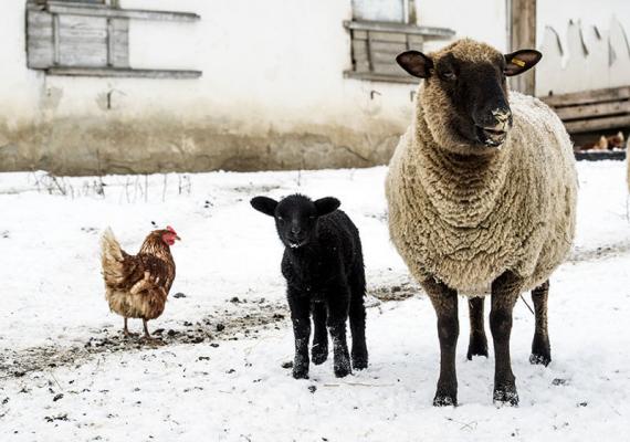 Huhn, Lamm und Schaf im Schnee