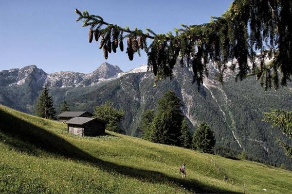 Alpenverein Naturpark Weissbach © Alpenverein Naturpark Weissbach Brennnessel Gewinner Alpenverein Naturpark Weissbach
