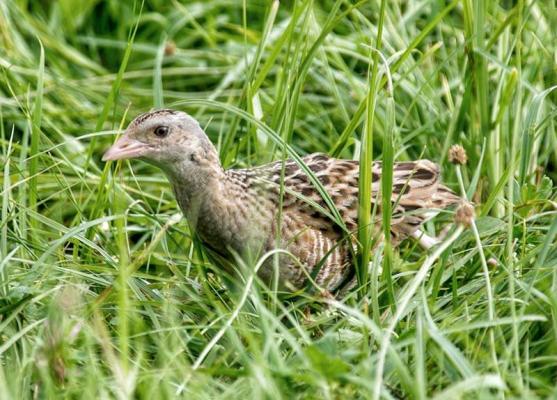 Vogelwarte Wachtelkoenig Brennnessel Gewinner Vogelwarte Wachtelkoenig