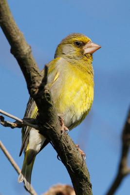 Wintervoegel Gruenling