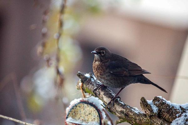Wintervoegel_Amsel-im-Winter-Hannah-Assil © (c) Birdlife / Hannah Assil / Amsel Wintervoegel Amsel