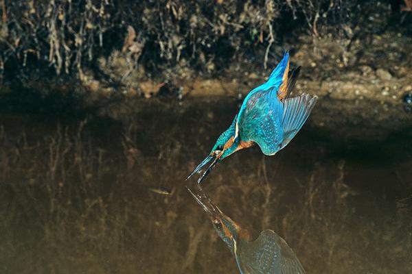 Renaturierung_Eisvogel-(Alcedo-atthis)-auf-Fischjagd-∏-Jiri-Bohdal © (c) Jiri Bohdal Renaturierung Salzach Auen