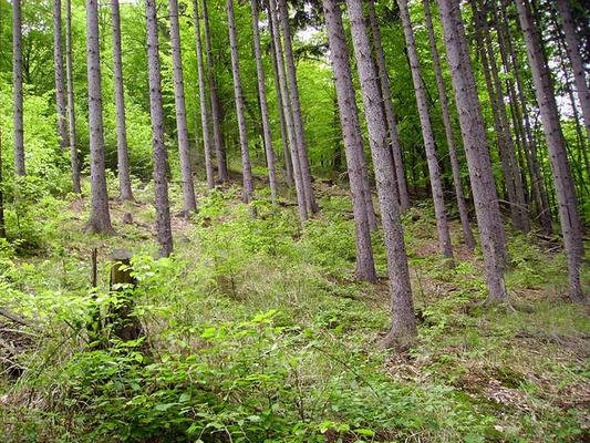 Renaturierung Thayatal Wald