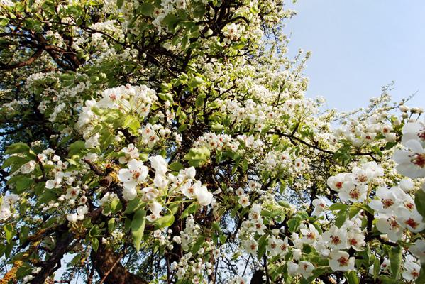 Birnenblüten