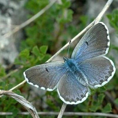 Schmetterlingsreport Graublauer Blaeuling