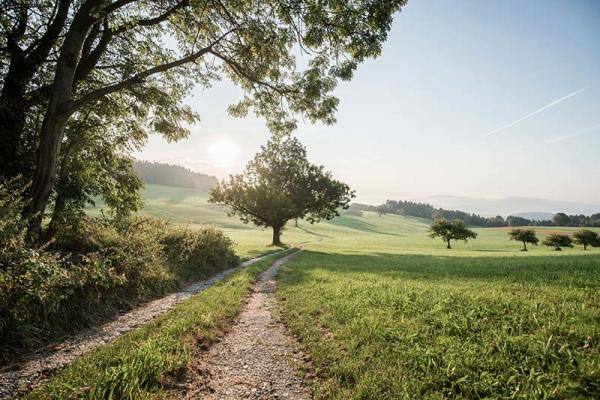 Kräuter pflanzen_Naturschauspiel
