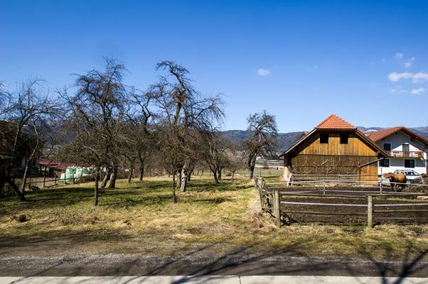 obstbaumschnitt-hof © (c) Blühendes Österreich / Alex Papis