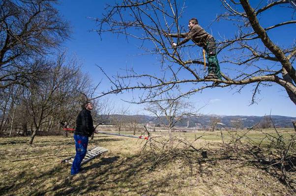 Obstbaumschnitt_ast © (c) Blühendes Österreich / Alex Papis Obstbaumschnitt Streuobstwiese