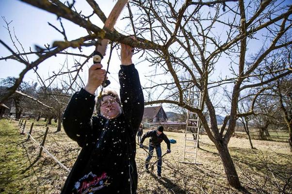 Obstbaumschnitt_untensaegen © (c) Blühendes Österreich / Alex Papis Obstbaumschnitt Streuobstwiese