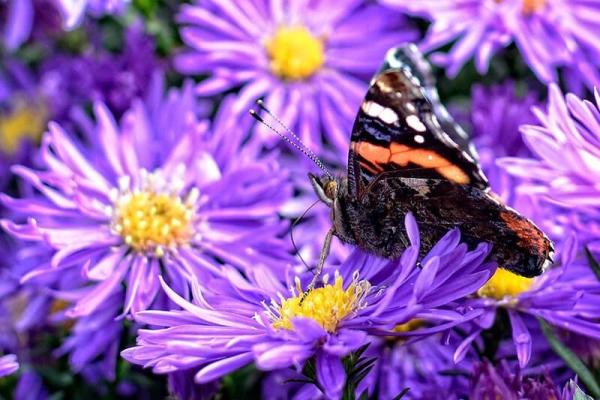 schmetterlingsreport_admiral_pixabay © (c) pixabay.com schmetterlingsreport Admiral