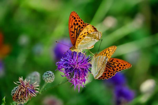 Schmetterlingsreport Kaisermantel