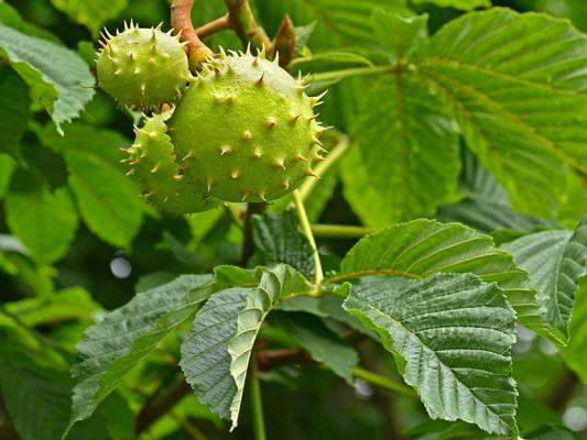 Laubbaeume Edelkastanie Castanea sativa