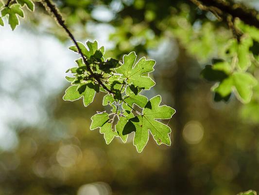 Feldahorn_acer-campestre © (c) pixabay.com / Feld-Ahorn Laubbaeume Feldahorn acer campestre