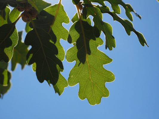 Laubbaeume Flaumeiche Quercus pubescens