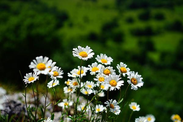 Magerwiesen-Margerite-Leucanthemum-vulgare © (c) pixabay.com / Margerite Lebensraum Streuobstwiese
