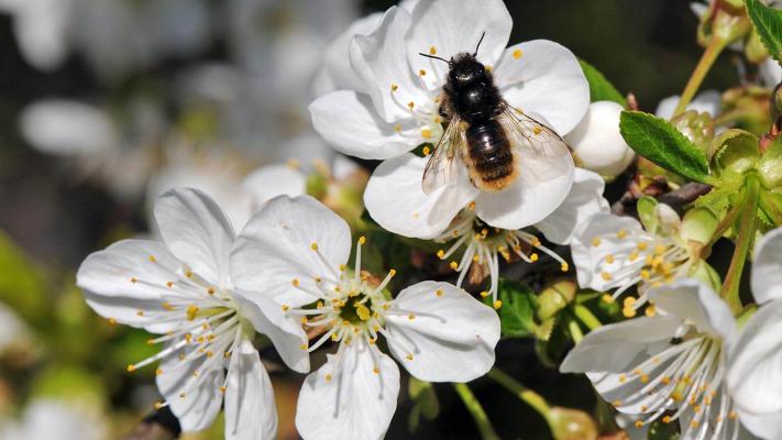 Wildbienen