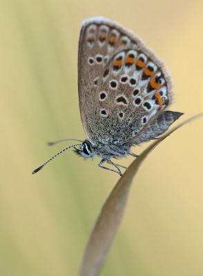 Streuobstwiese_Argus-Blaeuling-Plebejus-argus © (c) pixabay.com Streuobstwiese Argus Blaeuling
