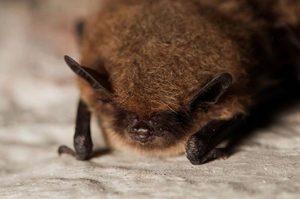 Szreuobstwiese Bartfledermaus