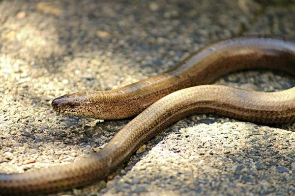 Streuobstwiese_Blindschleiche-Anguis-fragilis © (c) pixabay.com Streuobstwiese