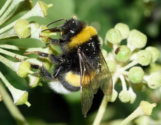 Streuobstwiese DunkleErdhummel