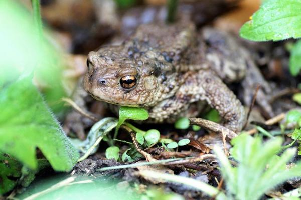 Streuobstwiese_Erdkröte-Bufo-bufo © (c) pixabay.com Streuobstwiese