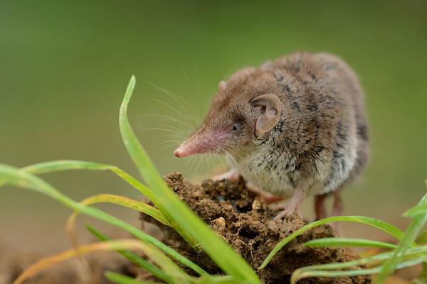 Streuobstwiese Gartenspitzmaus