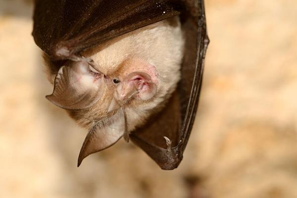 Streuobstwiese_hufeisenfledermaus_Rhinolophus-hipposideros_shutterstock_Michal-Pesata © (c) shutterstock / Michael Pesata Streuobstwiese Hufeisen Flrdermaus