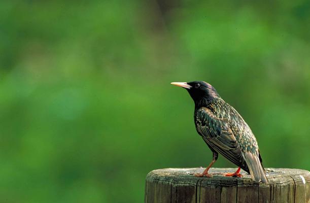 streuobstwiese_Star_Sturnus-vulgaris © (c) pixabay.com / Star Lebensraum Streuobstwiese Star