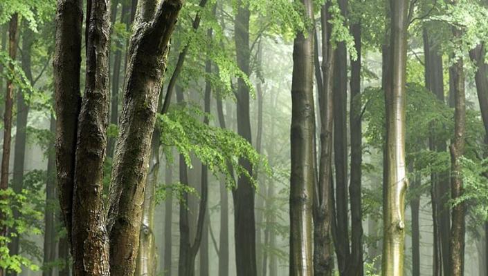 holz-nass-nebel © (c) pixabay.com