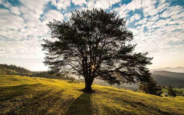 holz_baum-allerine © (c) pixabay.com