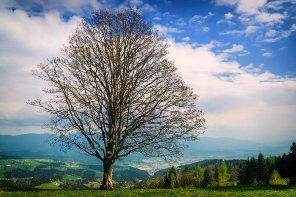 holz_baum © (c) pixabay.com
