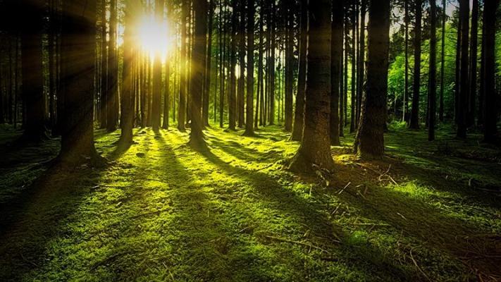 holz_mooswald © (c) pixabay.com