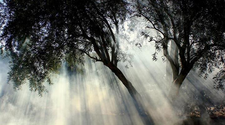 holz_nebel © (c) pixabay.com
