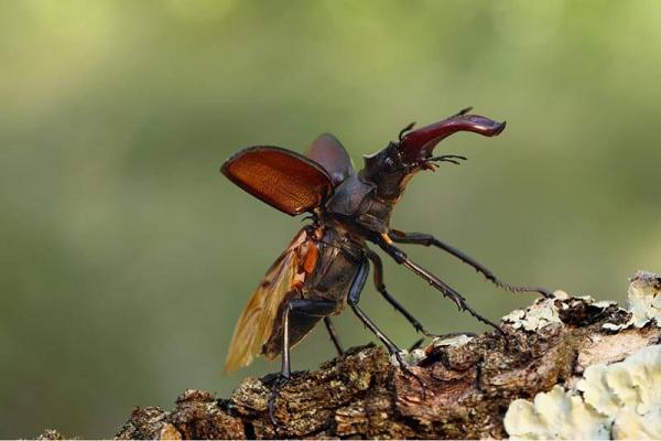 hirschkaefer_shutterstock_Karel-Bartik © (c) shutterstock / Karel Bartik