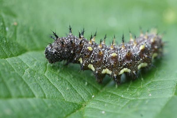 schmetterlinge aufziehen