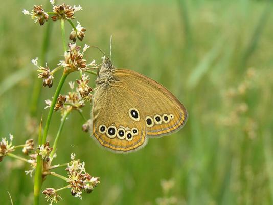 schmetterlingsbericht_Vorarlberg_Moor-Wiesenvîgelchen © (c) Ulrich H. / Vorarlberg / Moor Wiesenvögelchen Schmetterligszaehlung 2018