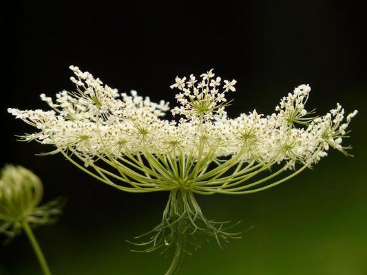 samen-sammeln-karotte © (c) Pixabay.com / Karotte Samen sammeln Karotte