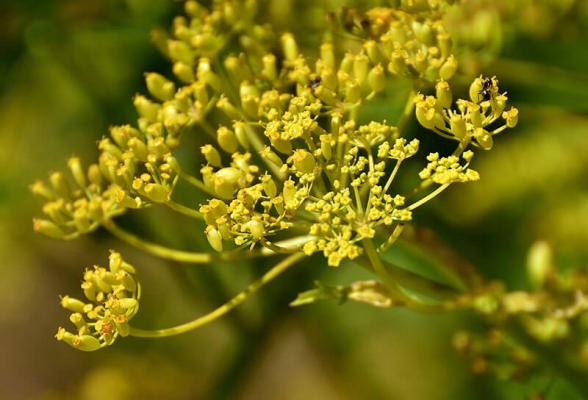 samen-sammeln-pastinake © (c) Pixabay.com / Pastinake Samen sammeln Pastinake