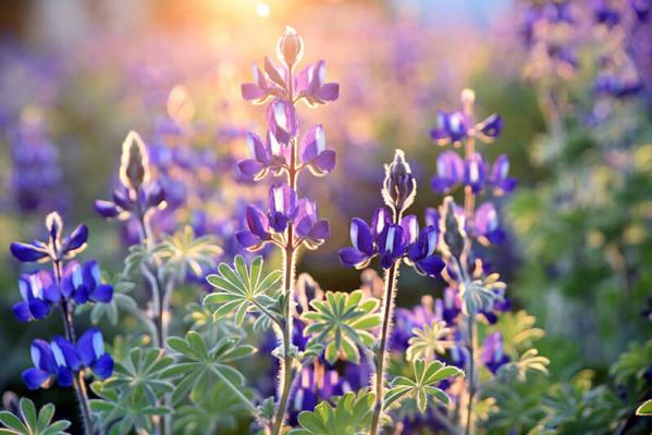 samen-sammeln_lupine © (c) pixabay.con / Lupine
