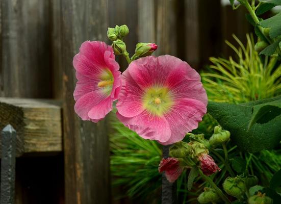 samen-sammeln_stockrose © (c) pixabay.com / Stockrose Samen sammeln Stockrose