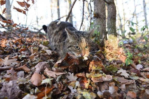 Wildkatze (c) NP Thayatal © Wildkatze (c) NP Thayatal