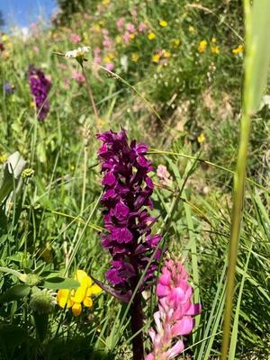 Orchidee auf Bergwiese (c) Ch Schwann © Orchidee auf Bergwiese (c) Ch Schwann
