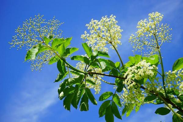 holler-bluete © (c) Pixabay.com Schwarzer Holler