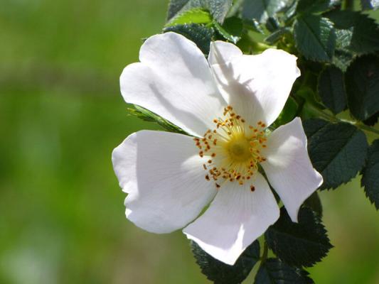 hundsrose © (c) Pixabay.com Hundsrose